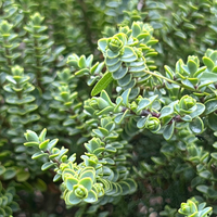 Hebe (Veronica) buchananii 'Minor'